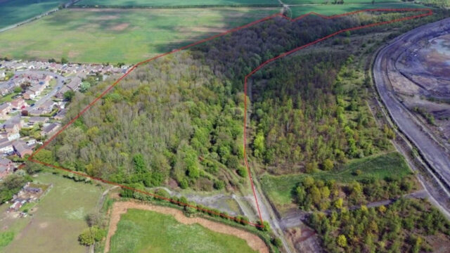 Maltby-Woodland-1