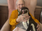 Penguins provide one final sensory experience in Stoke on Trent